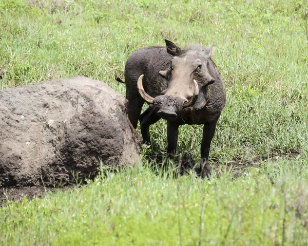 Büyük Warthog bir Rock ayakta