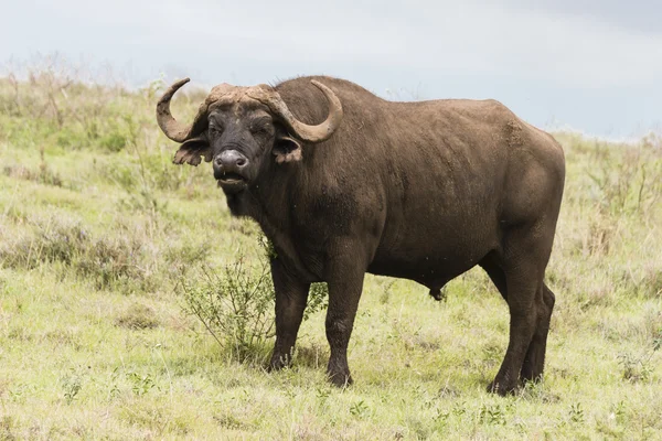 A bivaly Afrikában. Stock Kép