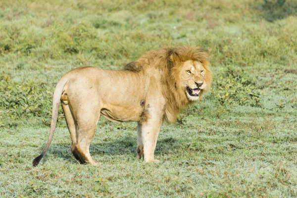 Aslan Serengeti üzerinde
