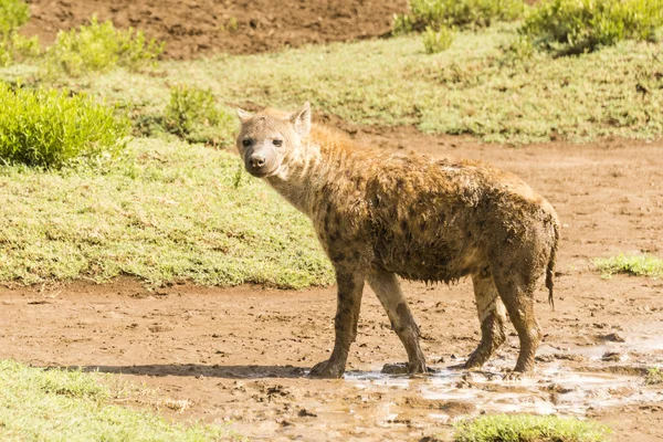 Sırtlan Serengeti üzerinde