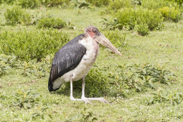 Marabou Stork em Serengeti — Fotografia de Stock