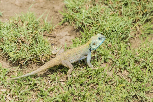 Agama kertenkele Serengeti üzerinde