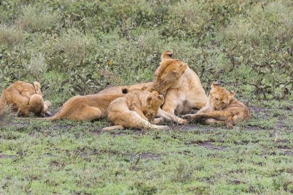 Lionne et oursons Photo De Stock