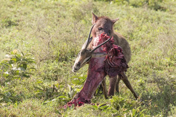 Thomson'ın ceylan yeme sırtlan