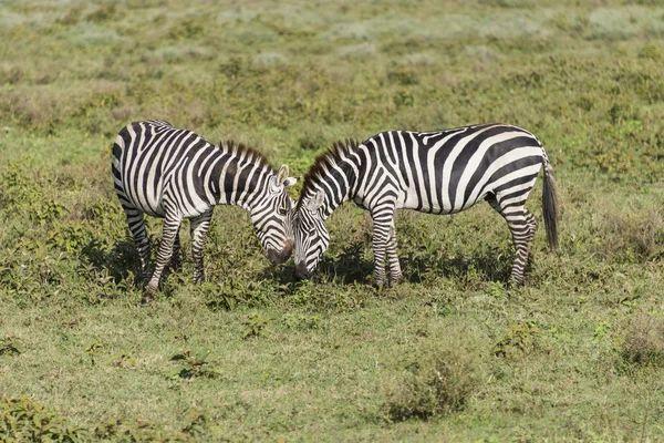 Två zebror bete — Stockfoto
