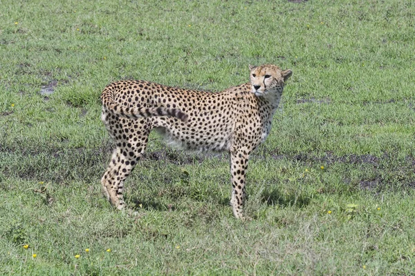 Cheetah Serengeti üzerinde