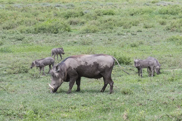 Warthog sugga och smågrisar — Stockfoto