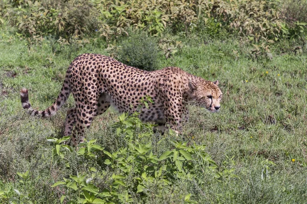 Cheetah sinsi sinsi üzerinde