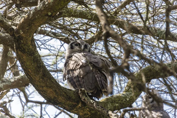 İshak baykuşu ağaçta