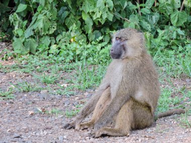 Ngorongoro krateri maymun