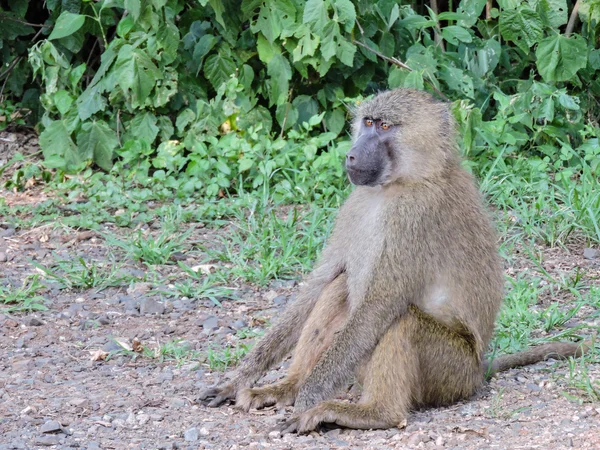 Ngorongoro krateri maymun