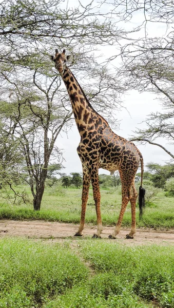 Masai Giraffe On The Serengeti — Stock Photo, Image