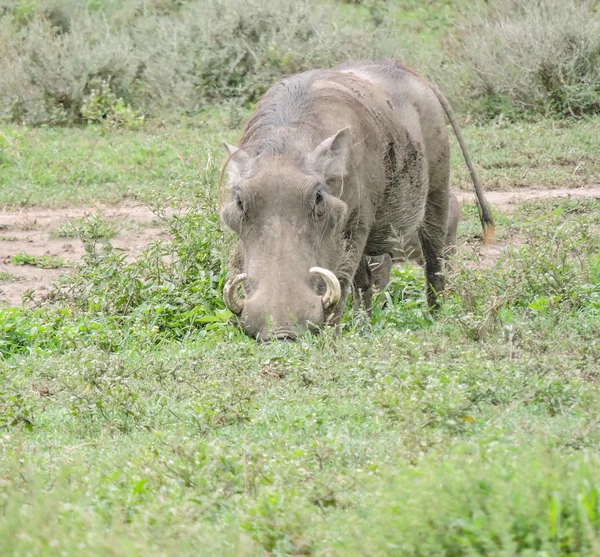 Kamera karşı karşıya warthog