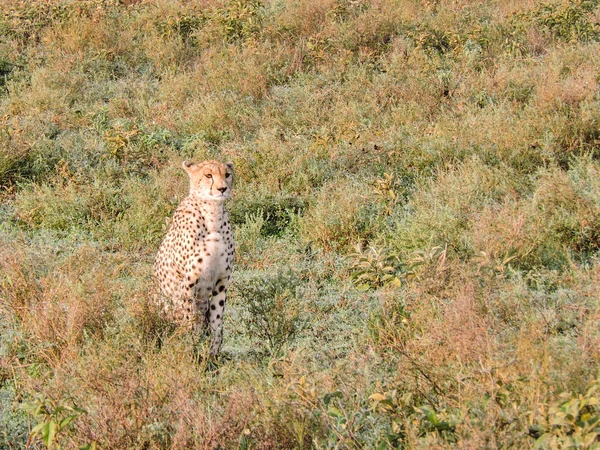 Serengeti üzerinde oturarak çita