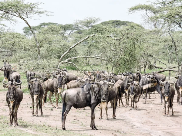 Manada de gnus — Fotografia de Stock