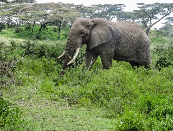 Fırça ile yürüyen fil