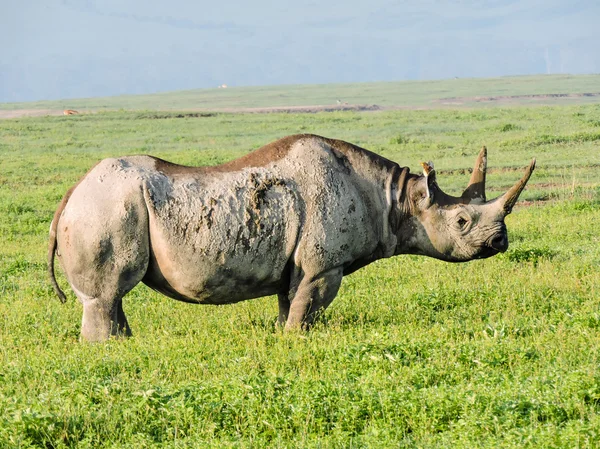 Rhino Ngorongoro 분화구에서 스톡 사진