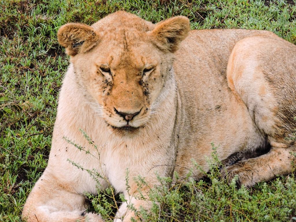 MI BLOC, QUE NO BLOG - Página 23 Depositphotos_109849838-stock-photo-lioness-resting-on-the-serengeti