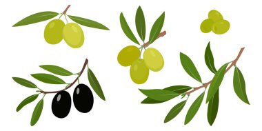 Yeşil ve siyah zeytin vektör resimli zeytin dalları