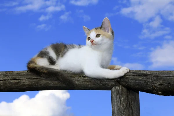 Aranyos cica a régi kerítés — Stock Fotó