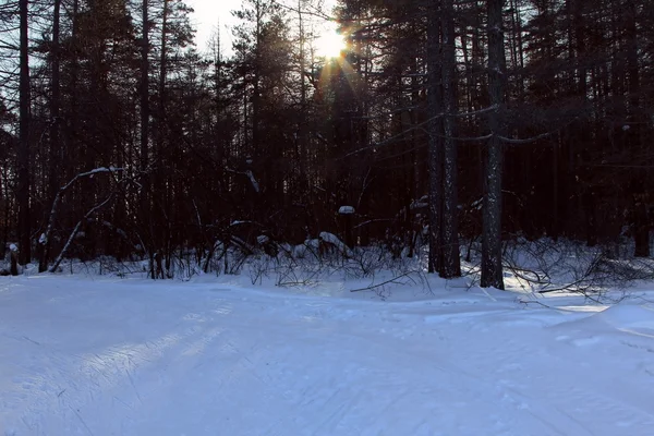 Sol de invierno — Foto de Stock