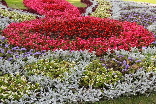 Cama de flores — Fotografia de Stock