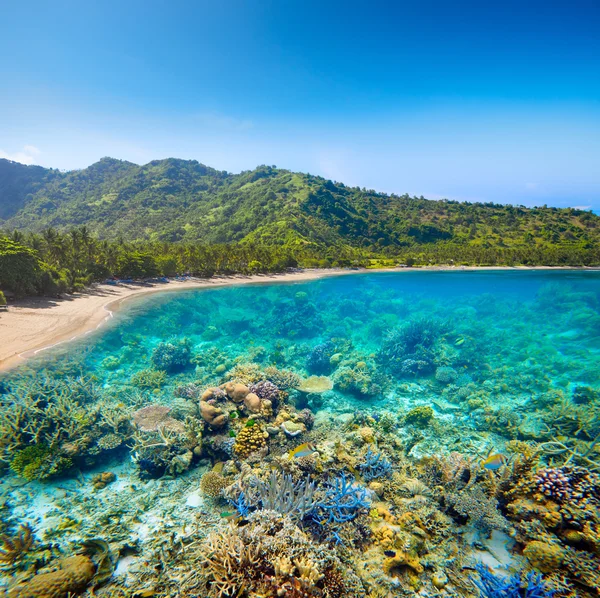 Costa tropical em Lombok, Indonésia sob e acima da água . — Fotografia de Stock