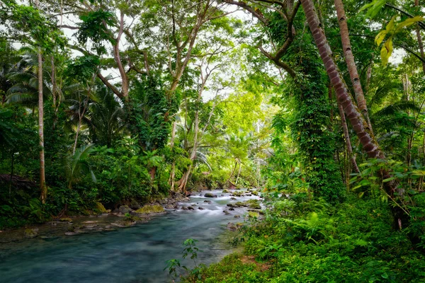 Foresta profonda e fiume nel Parco Nazionale . — Foto Stock