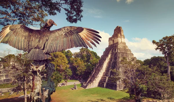 Neophron looking at the ancient ruins of Mayan city — Stock Photo, Image