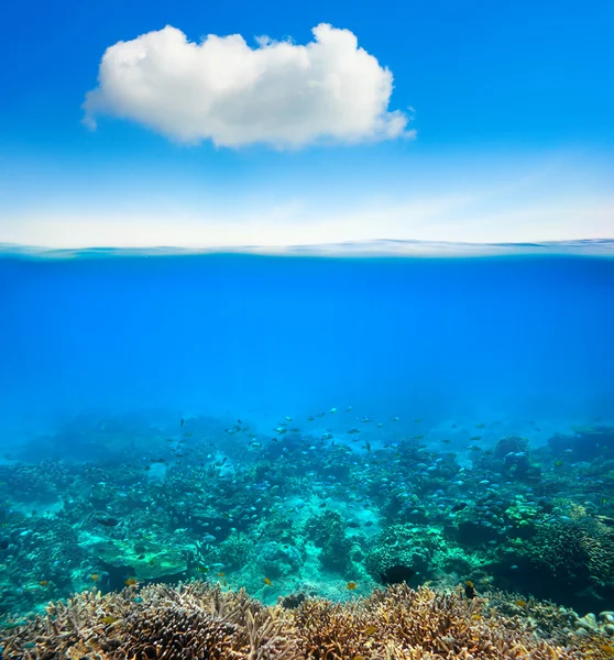 Oceano fundo subaquático — Fotografia de Stock