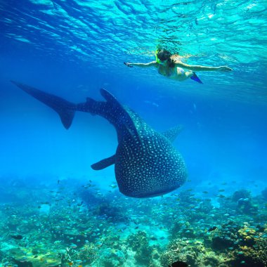 Snorkeling with whale shark. clipart