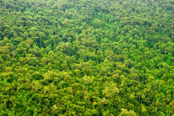 Yağmur ormanı üzerinde üst görüntüleme — Stok fotoğraf