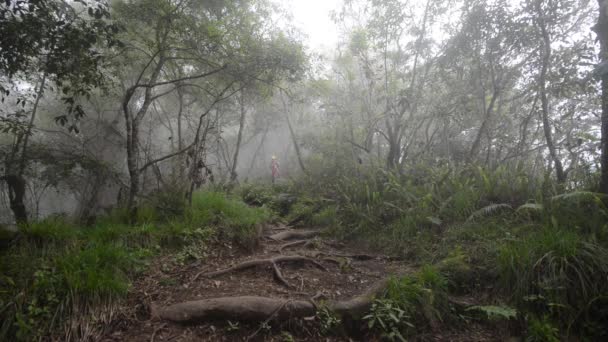 Genç backpacker yağmur ormanı seyahat. — Stok video