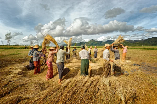 Myanmar, Taunggi. 18 Kasım. Pirinç, kimliği belirsiz çiftçiler eser — Stok fotoğraf