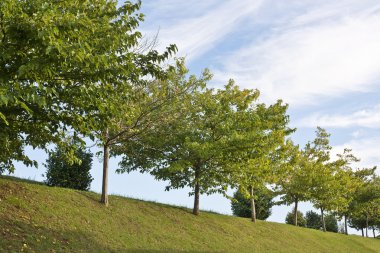 Üstte kaplı ağaçlar