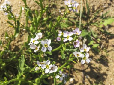 Arousa Adası 'nın kum tepelerinde yetişen Avrupa çiçekleri, Cakile maritima.