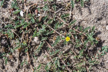 Keçi kafası veya boğa başı bitkisi, Tribulus terrestris, Arousa Adası, Galiçya, İspanya kıyılarında yetişiyor.