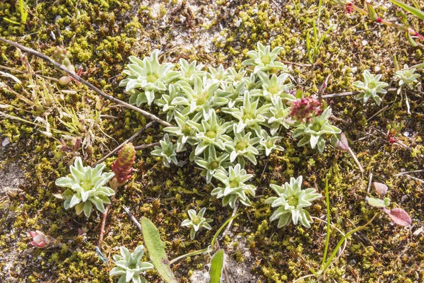 Группа Цветов Растений Evax Pygmaea Песчаных Дюнах Острова Аруса Галисия — стоковое фото
