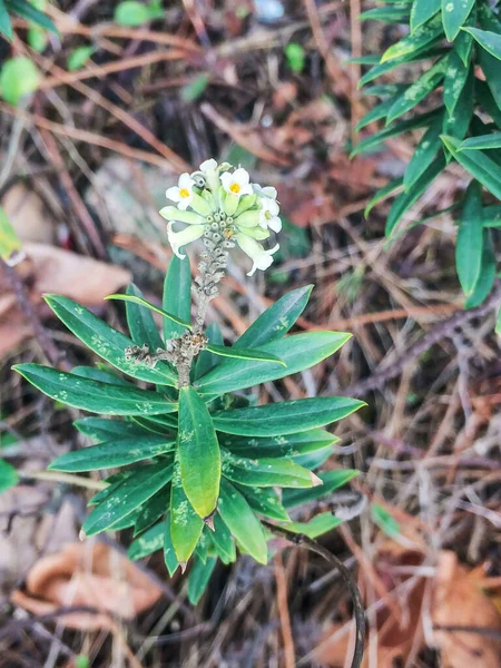 Vlas Blad Daphne Gnidium Giftige Groenblijvende Struik Groeit Zandige Leem — Stockfoto