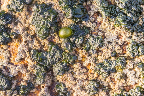 Rivularia Bullata Mavi Alga Granit Kayaların Üzerinde Yetişiyor Midyeler Arasında — Stok fotoğraf