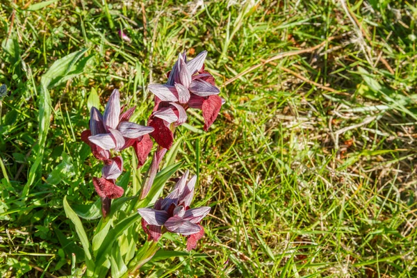 Tongue Orchid Heart Flowered Serapias Cordigera Growing Galicia Spain — Stock Photo, Image