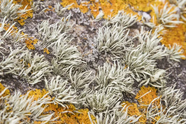 Lichene Avorio Marino Ramalina Siliquosa Una Roccia Costiera Galizia Spagna — Foto Stock