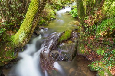 Armenteira Nehri, İspanya 'nın Galiçya kentindeki Meis kasabasındaki taş ve su yolu üzerindeki ağaç gövdelerinin arasından akıyor.
