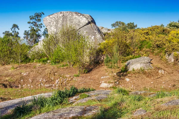 Con Nevio Roca Granito Entre Arbustos Isla Arousa Galicia España — Foto de Stock