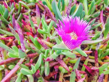 Hottentot-incir, otoban buz bitkisi veya domuz surat, Galiçya 'nın kıyı kum tepelerinin istilacı bitkisidir.