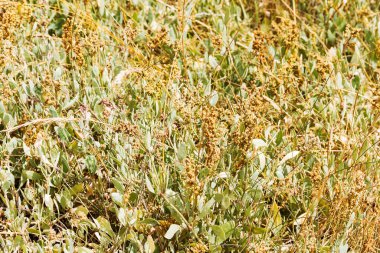 Deniz kenarı, Halimione portulakoidleri Arousa Adası 'nın bataklıklarında yetişiyor.