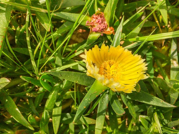 Gelbe Blume Von Hottentot Feige Autobahn Eis Pflanze Oder Schweinefleisch — Stockfoto