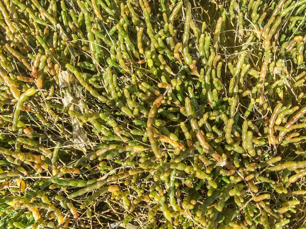 Glasswort Samphire Salicaria Salicornia Europaea Marshes Spain Galicia — 스톡 사진