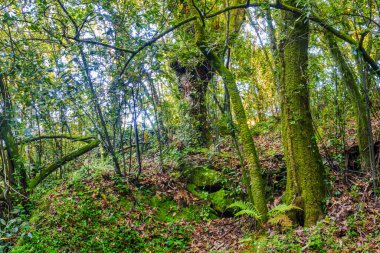 Meis kasabasındaki yaya taşı ve su yolu üzerindeki orman ağaçları.