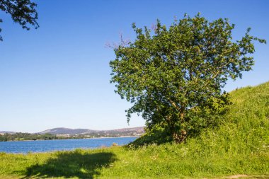 Boiro 'daki Neixon Burnu' nda çimlerin üzerinde tek başına meşe ağacı.